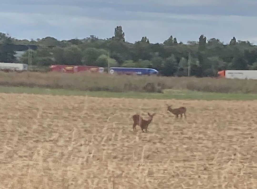 Bois Bailleul et sa faune...